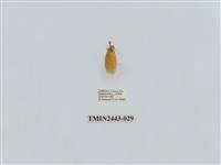 藏品(燈蛾29)的圖片